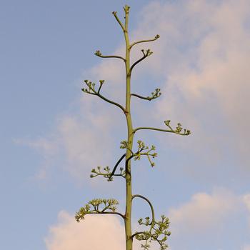 Yucatan Flora and Fauna